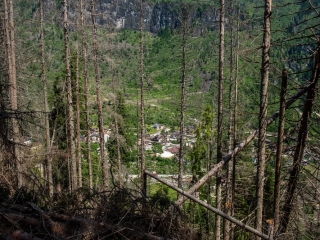 Juin 2025. La forêt ravagée.